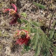 Imagem de Calliandra houstoniana var. anomala (Kunth) Barneby