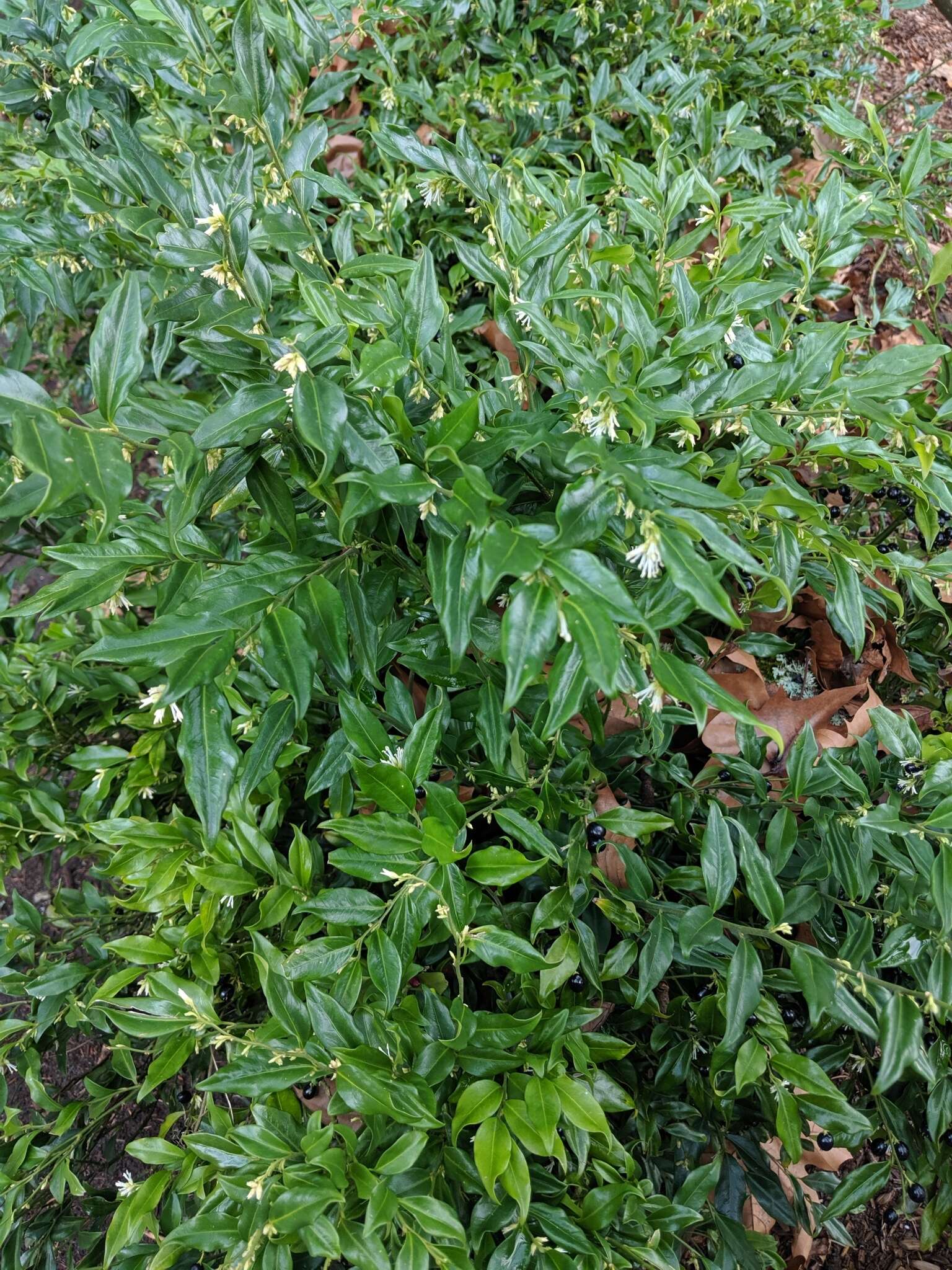 Image of Sarcococca confusa Sealy