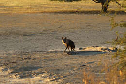 Image of Brown Hyena -- Brown Hyaena