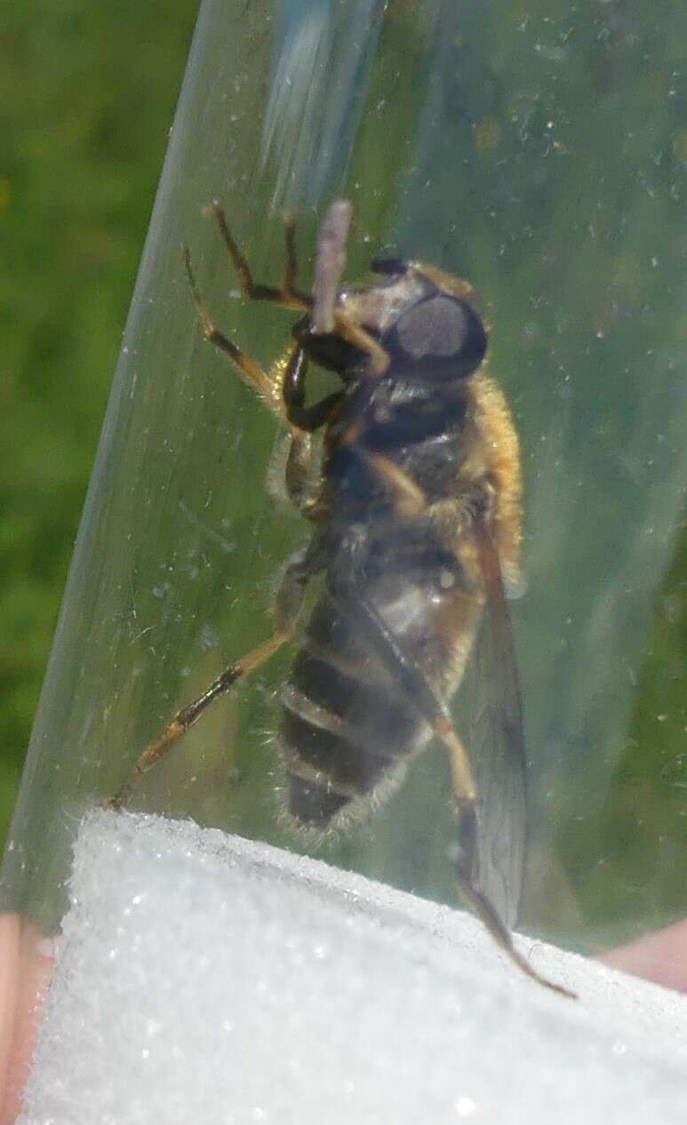 Image of Eristalis jugorum Egger 1858