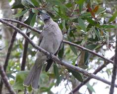 Image of Little Friarbird