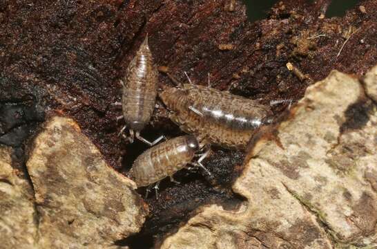 Image of Pillbug