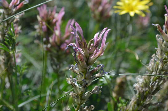 Imagem de Astragalus platyphyllus Kar. & Kir.