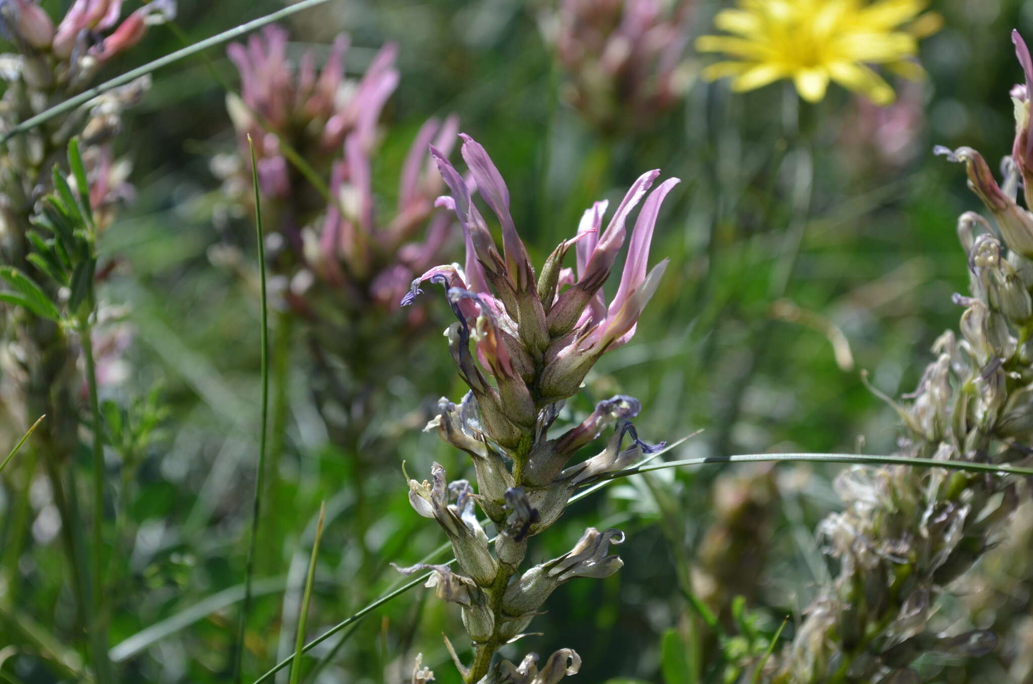 Sivun Astragalus platyphyllus Kar. & Kir. kuva