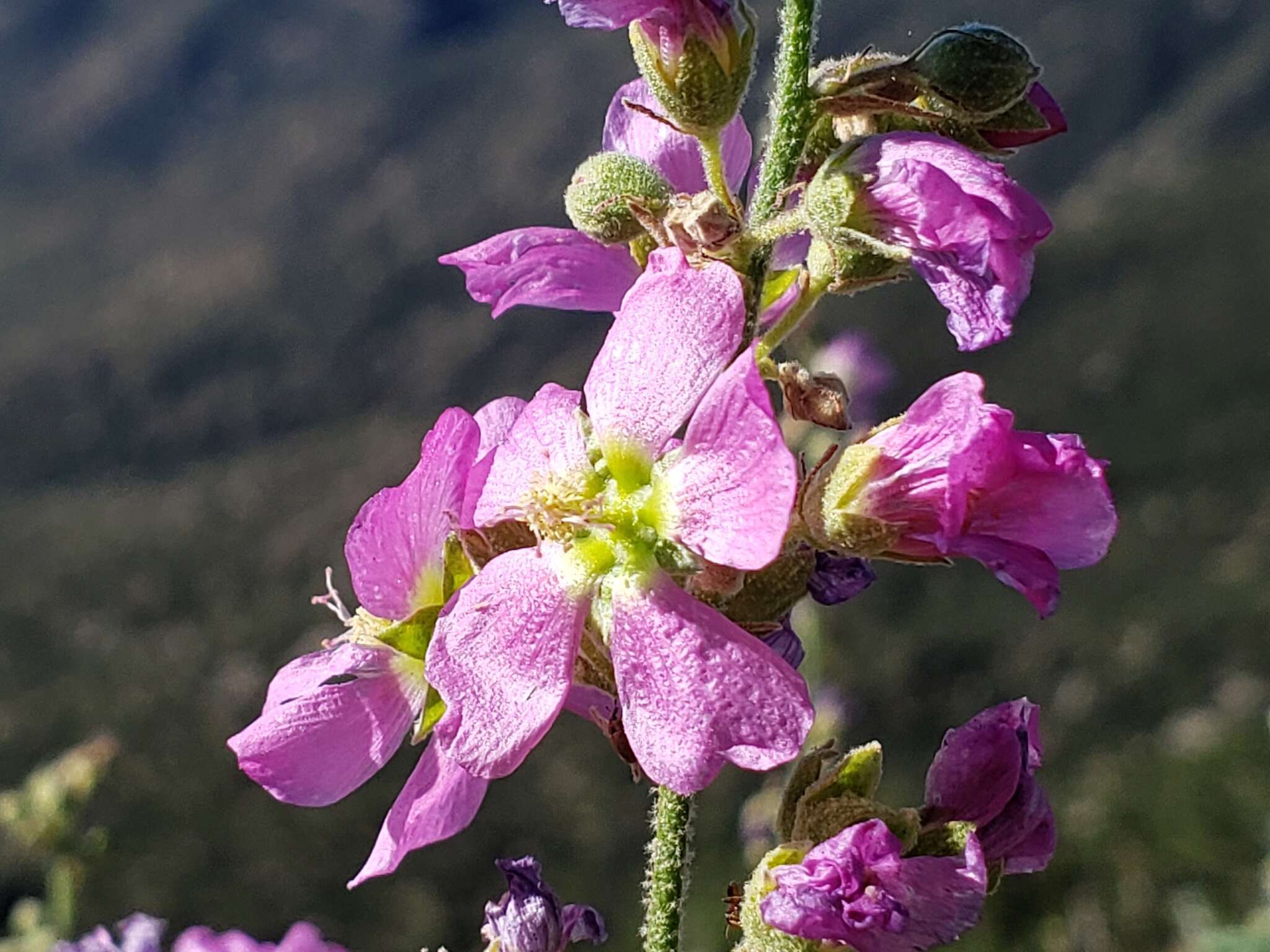 Sivun Sphaeralcea fendleri A. Gray kuva