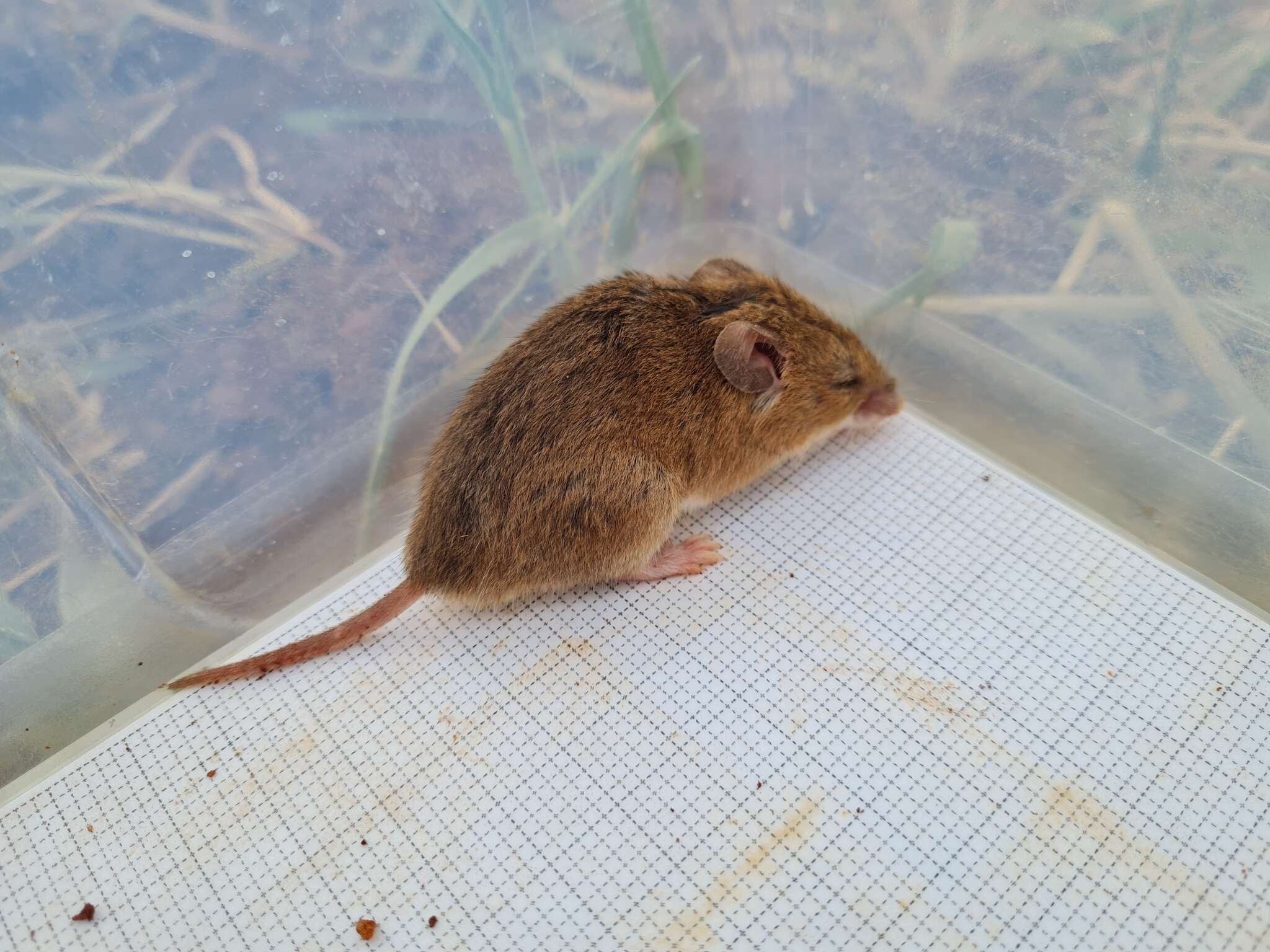 Image of Common African Fat Mouse -- Fat Mouse