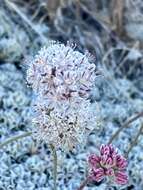 Image of Steamboat buckwheat