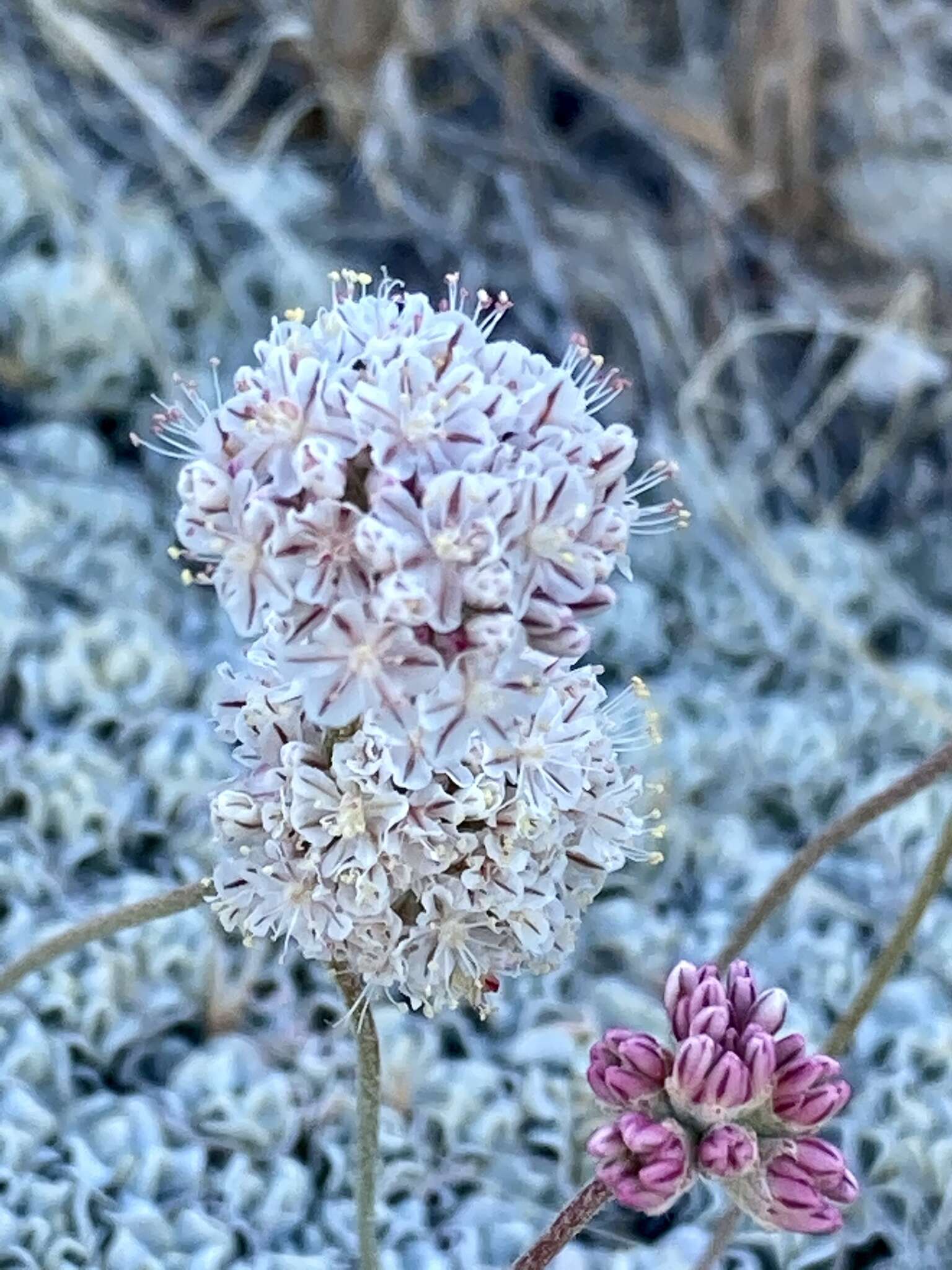 Image of Steamboat buckwheat