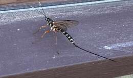 Image of Sirex parasitoid