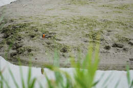 Image of Alcedo atthis bengalensis Gmelin & JF 1788