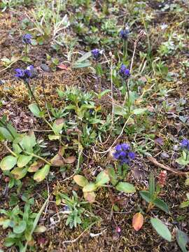 Imagem de Veronica alpina subsp. alpina