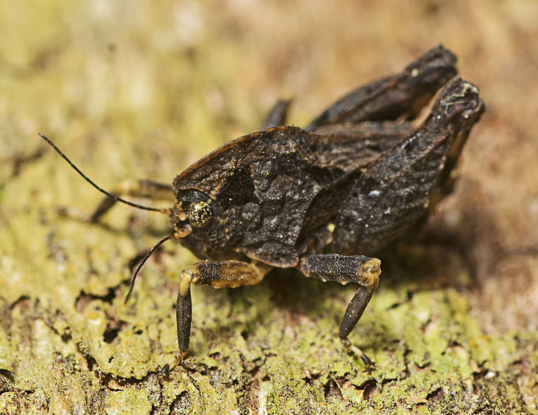 Image of Paraselina brunneri (Bolívar 1887)