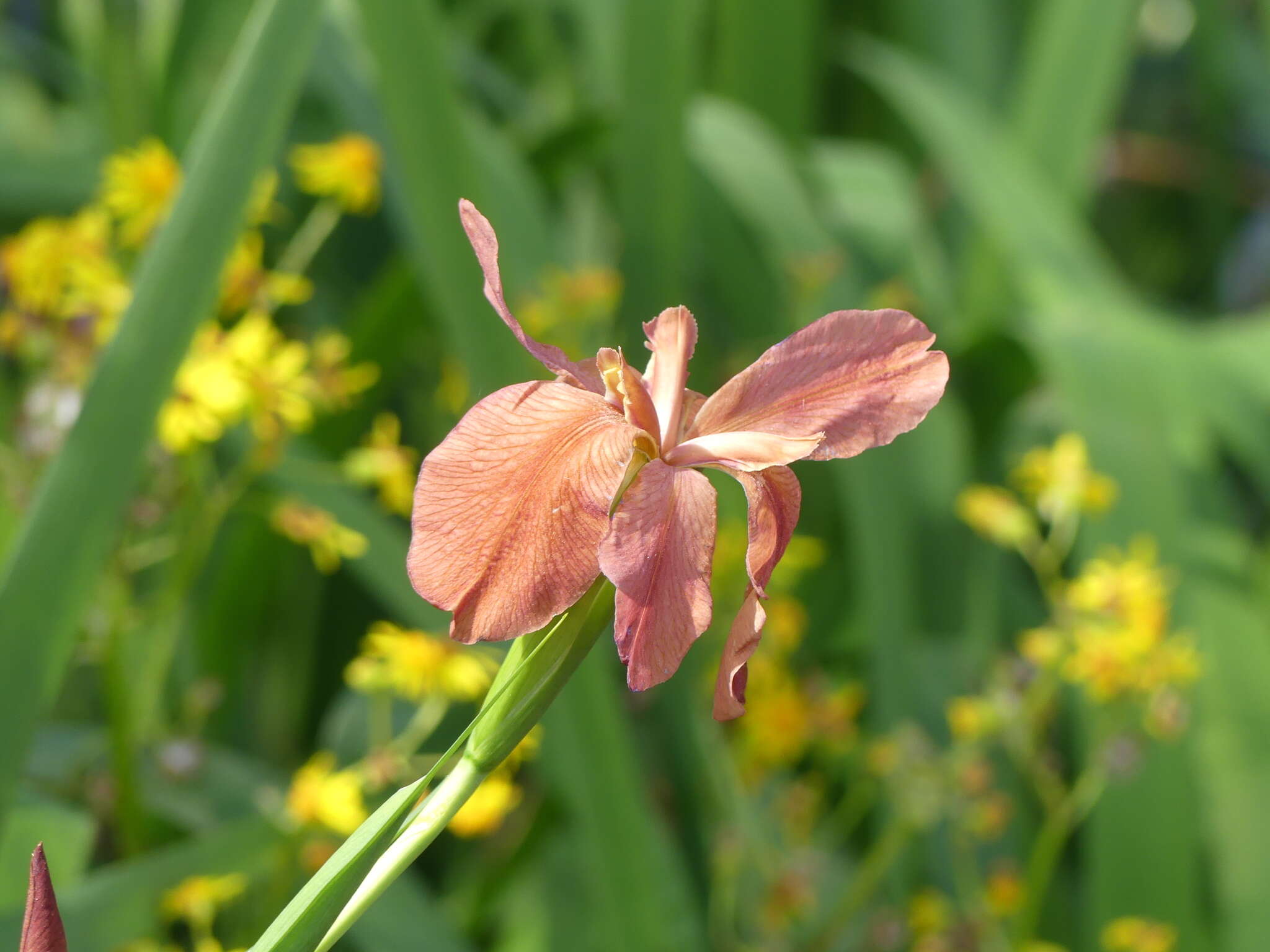 Image of copper iris