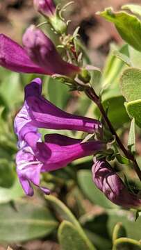 Image of Higgins' beardtongue