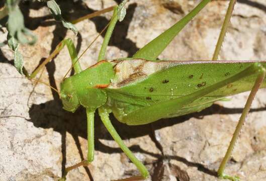 Image of Big Bend False Katydid