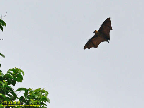 Image of Indian Flying Fox