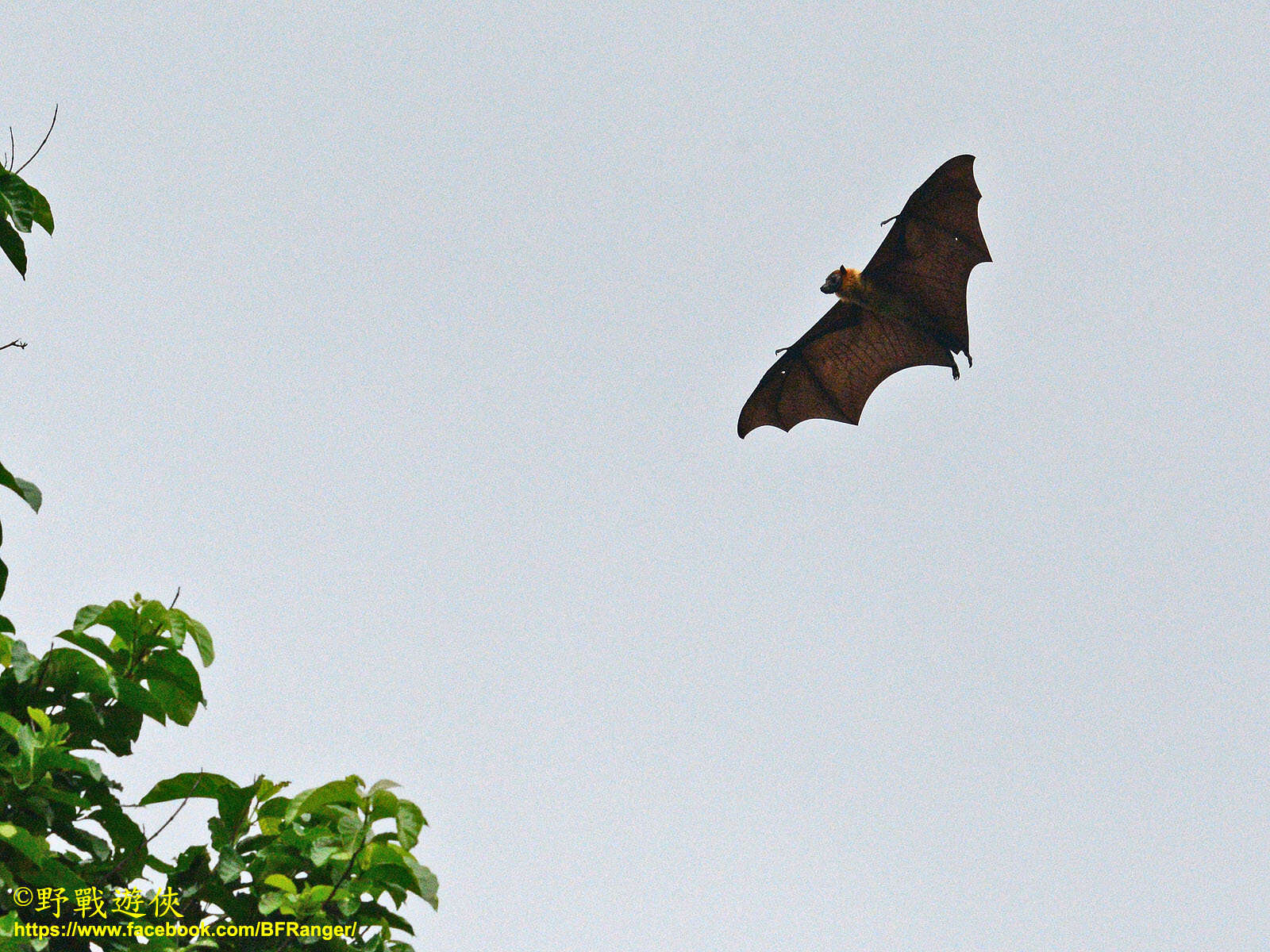 Image of Indian Flying Fox