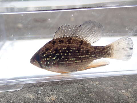 Image of Bluespotted Sunfish