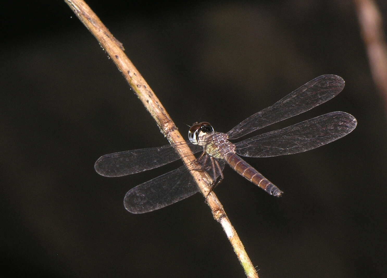 Image of Brachygonia oculata (Brauer 1878)