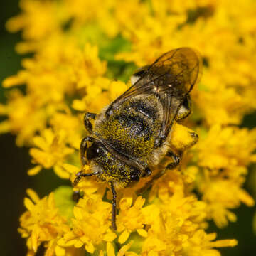 Image of Colletes simulans armatus Patton 1879