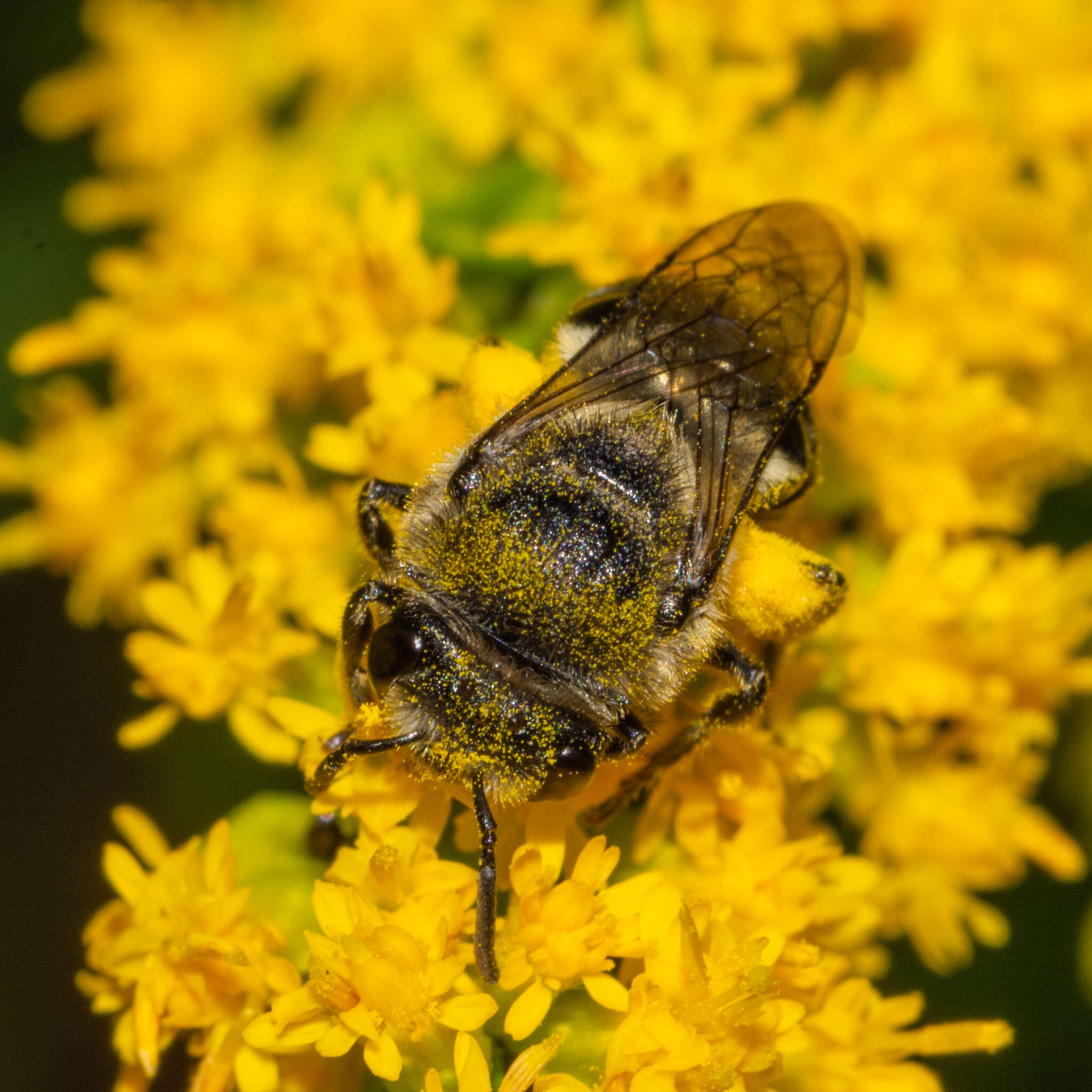 Imagem de Colletes simulans armatus Patton 1879