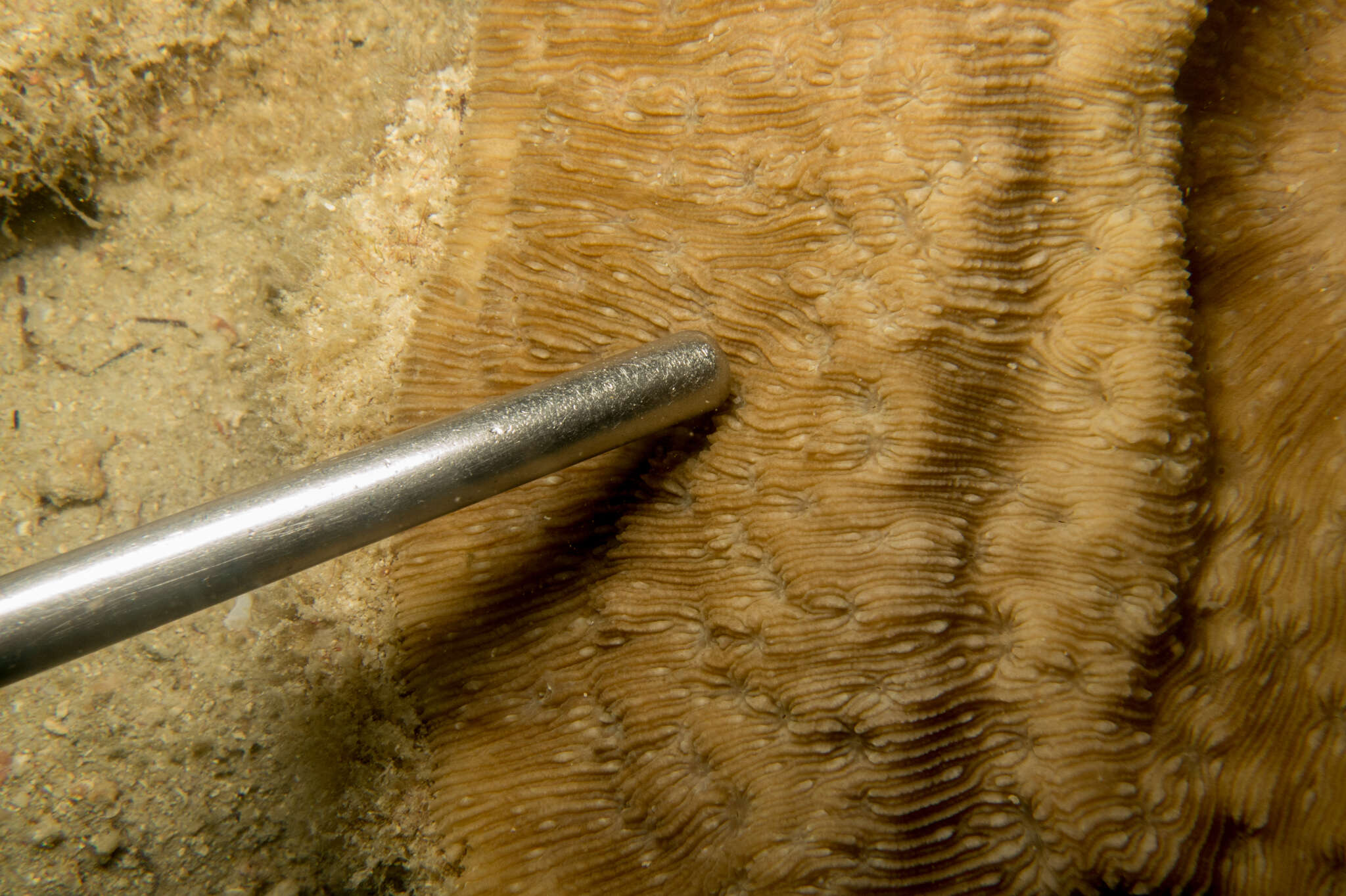 Image of bracket coral