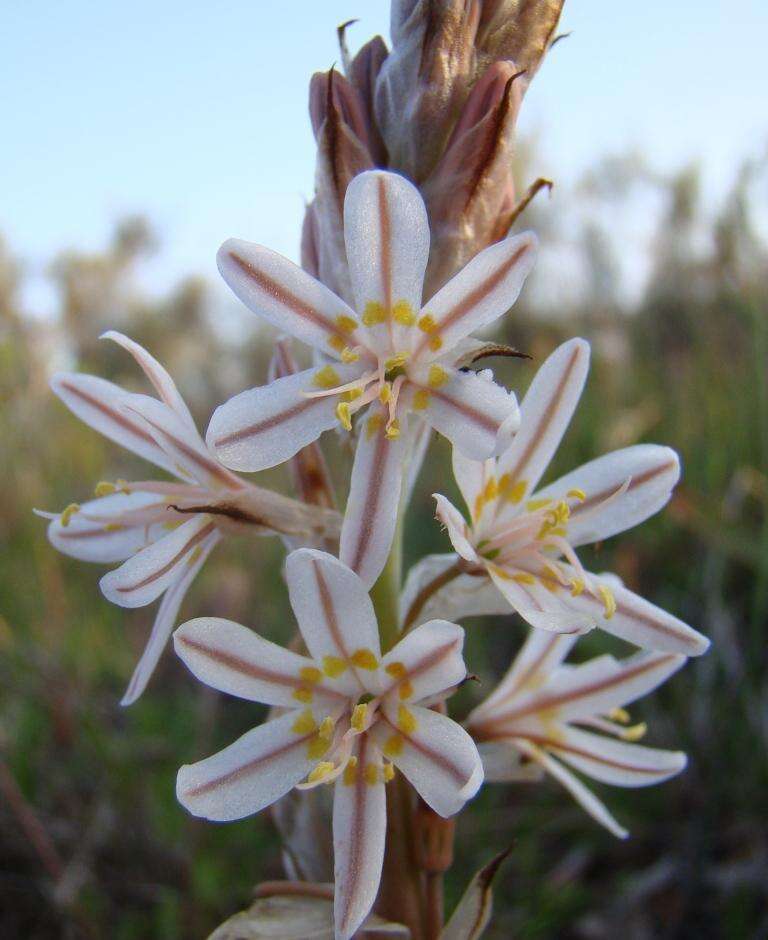 Sivun Trachyandra falcata (L. fil.) Kunth kuva