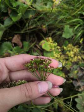 Image of Pimpinella rhodantha Boiss.