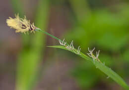 Image of Carex pilosa Scop.