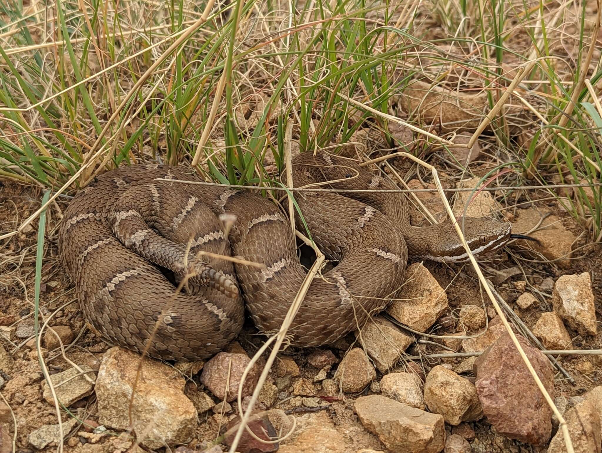 Image of Arizona ridge-nosed rattlesnake