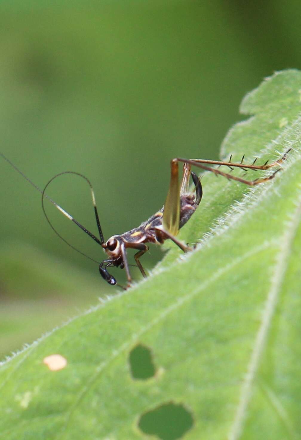 Слика од Phylloscyrtus amoenus Burmeister & H. 1880