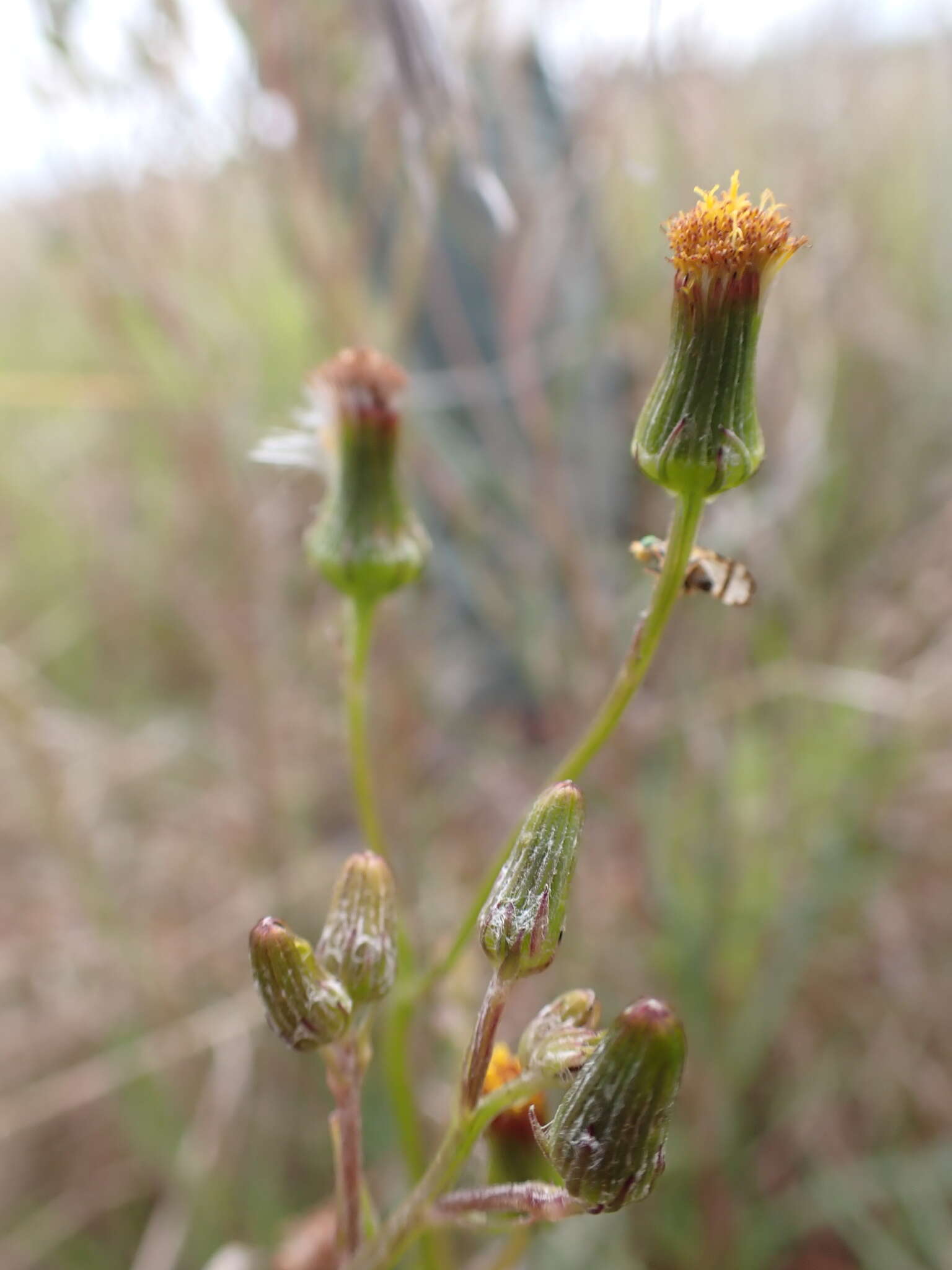 Plancia ëd Senecio macrocarpus F. Müll. ex R. O. Belcher