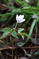 صورة Anemone trifolia subsp. albida (Mariz) Ulbr.