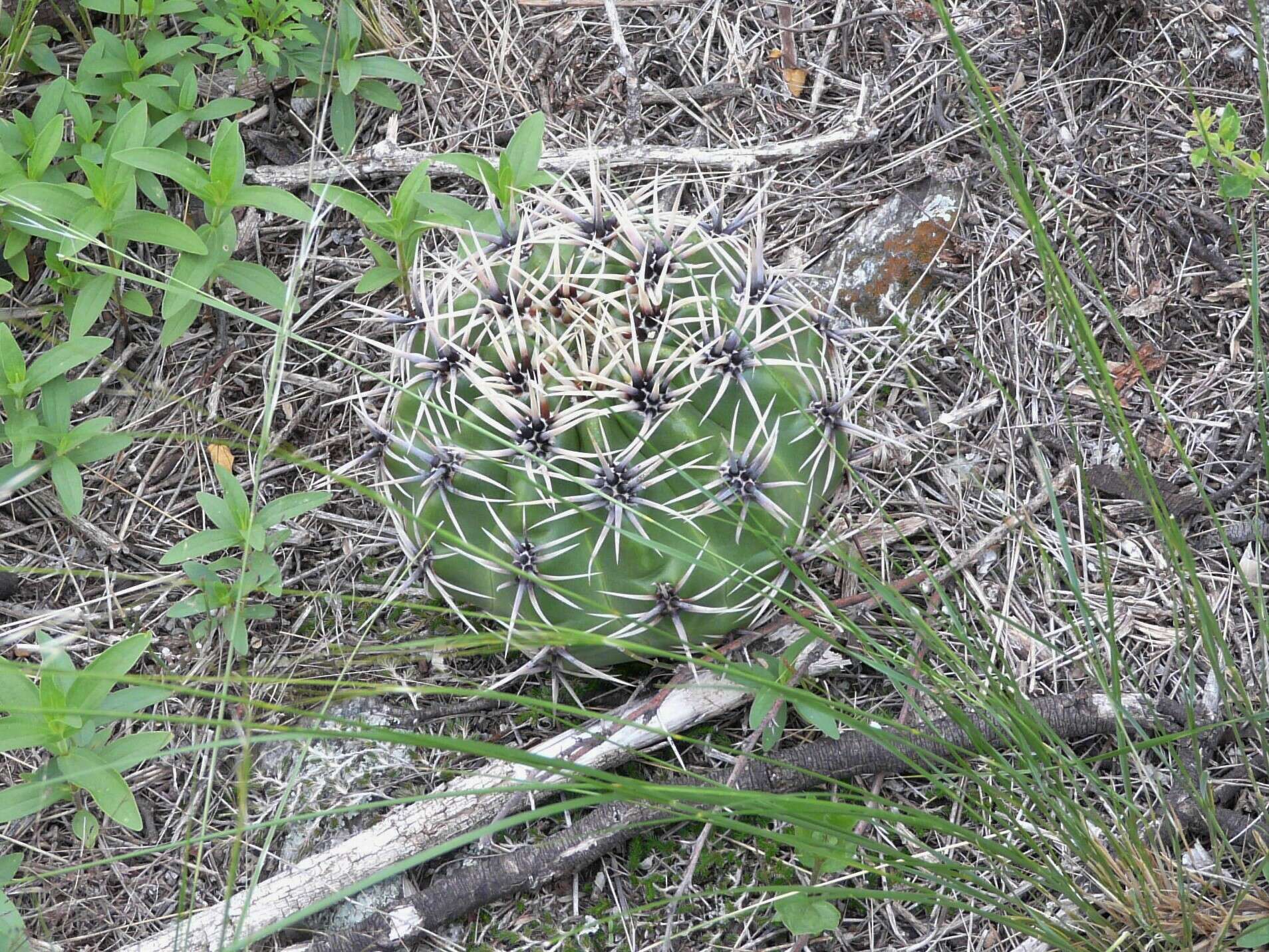 Image of Gymnocalycium monvillei subsp. achirasense (H. Till & Schatzl) H. Till