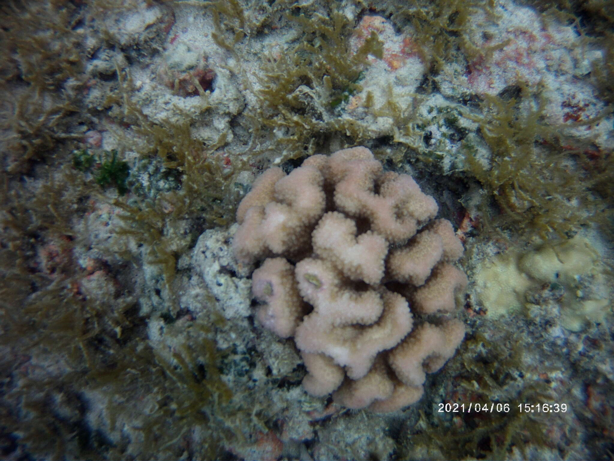 Слика од Pocillopora meandrina Dana 1846