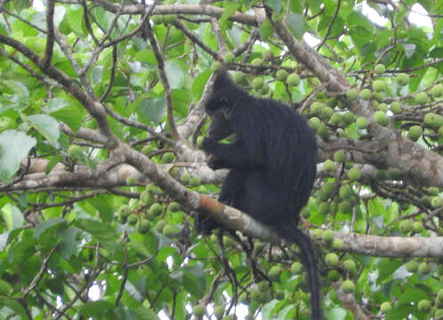 Image of Black Crested Mangabey