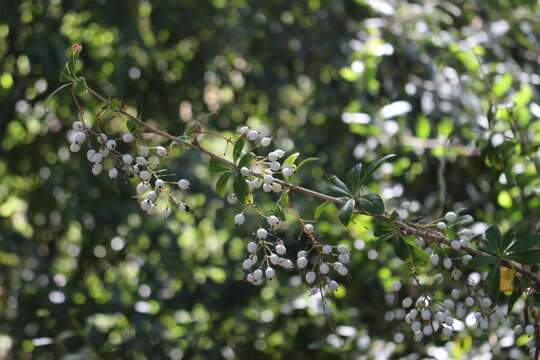 Image of Berberis glaucocarpa Stapf