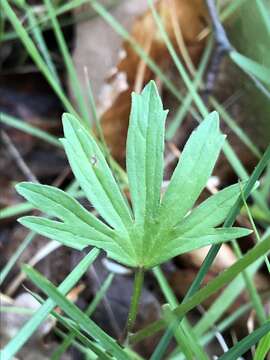 Image of Goldilocks Buttercup