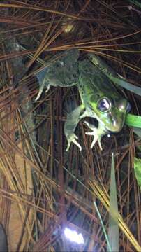 Image of Lithobates lenca (Luque-Montes, Austin, Weinfurther, Wilson, Hofmann & Townsend 2018)