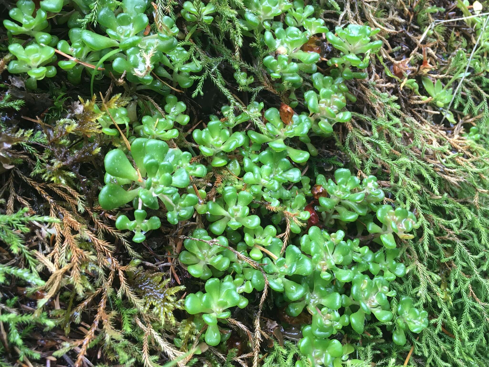 صورة Sedum oreganum subsp. oreganum