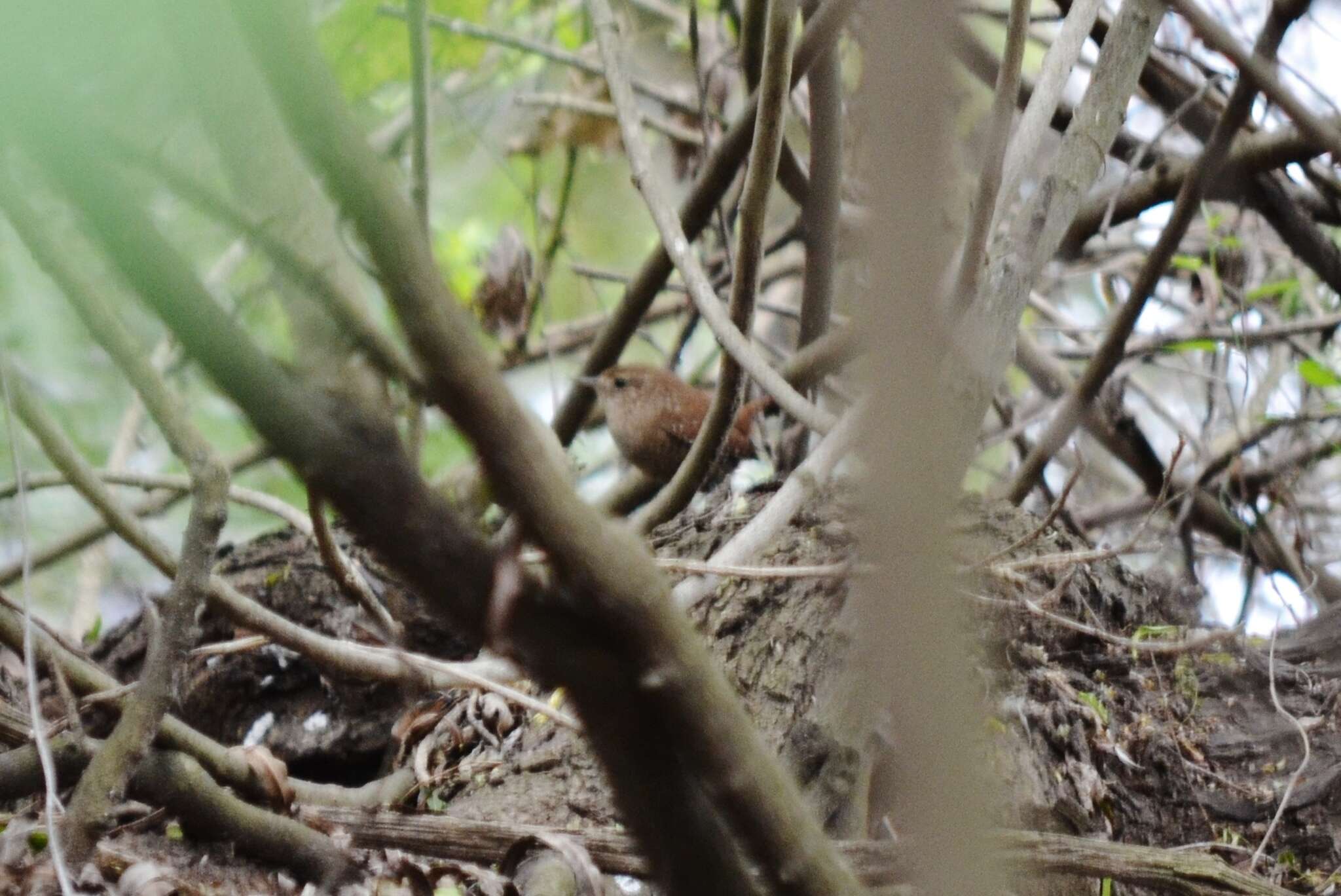 Image of Eastern Winter Wren