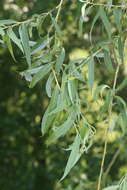 Imagem de Salix fragilis f. vitellina