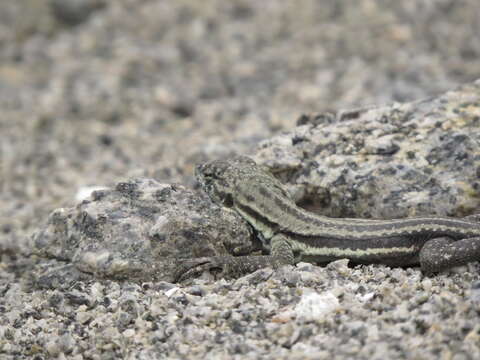 Plancia ëd Microlophus quadrivittatus (Tschudi 1845)