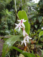 Image of Maxillaria schlechteriana J. T. Atwood