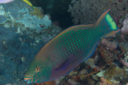 Image of Dusky parrotfish