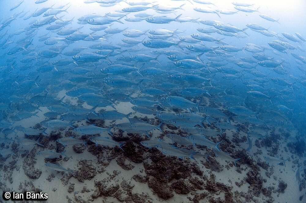 Image of tarpons