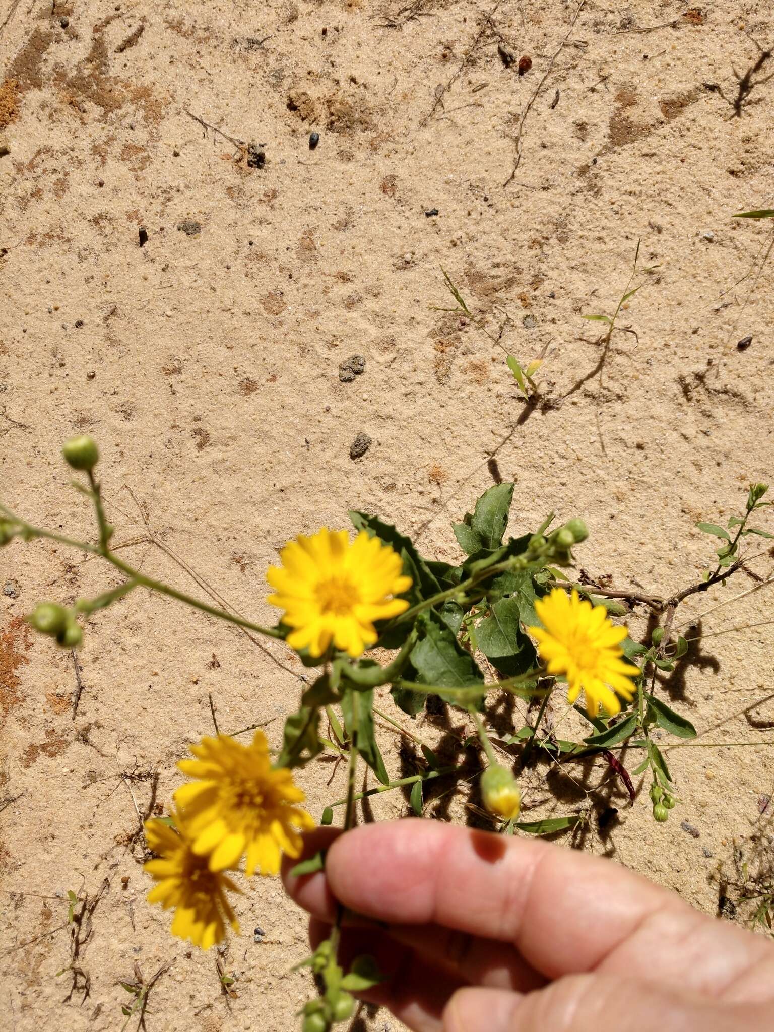 Image of lemonyellow false goldenaster