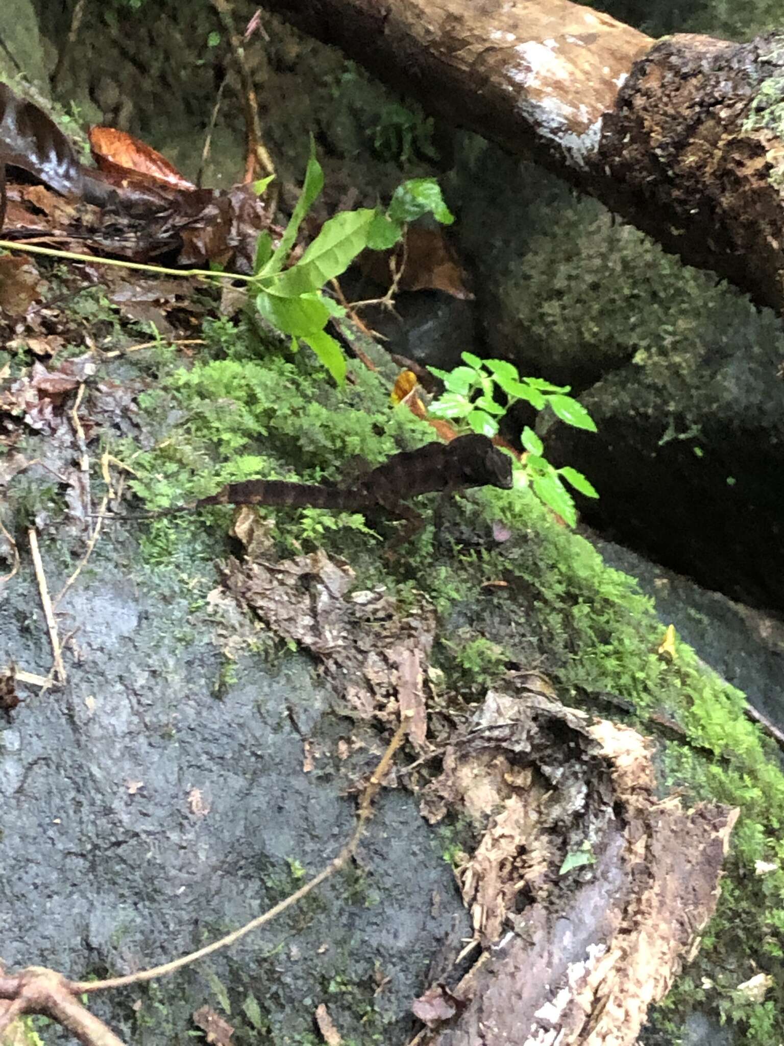 Imagem de Anolis gundlachi Peters 1877