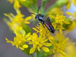 Image of Sphecodes davisii Robertson 1897