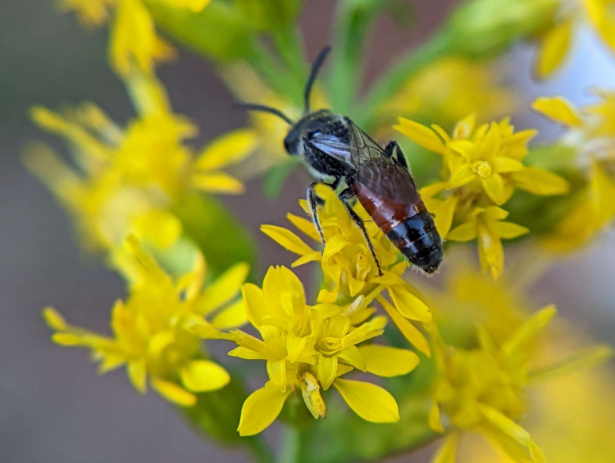 صورة Sphecodes davisii Robertson 1897